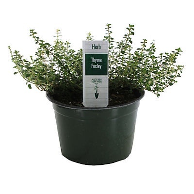 slide 1 of 1, Natures Herb Farm Thyme Foxley, 1 ct