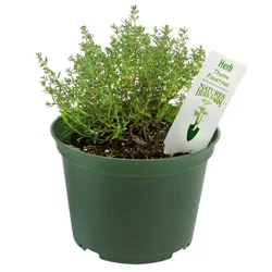 Natures Herb Farm Thyme Foxley