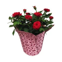 6" Mini Rose