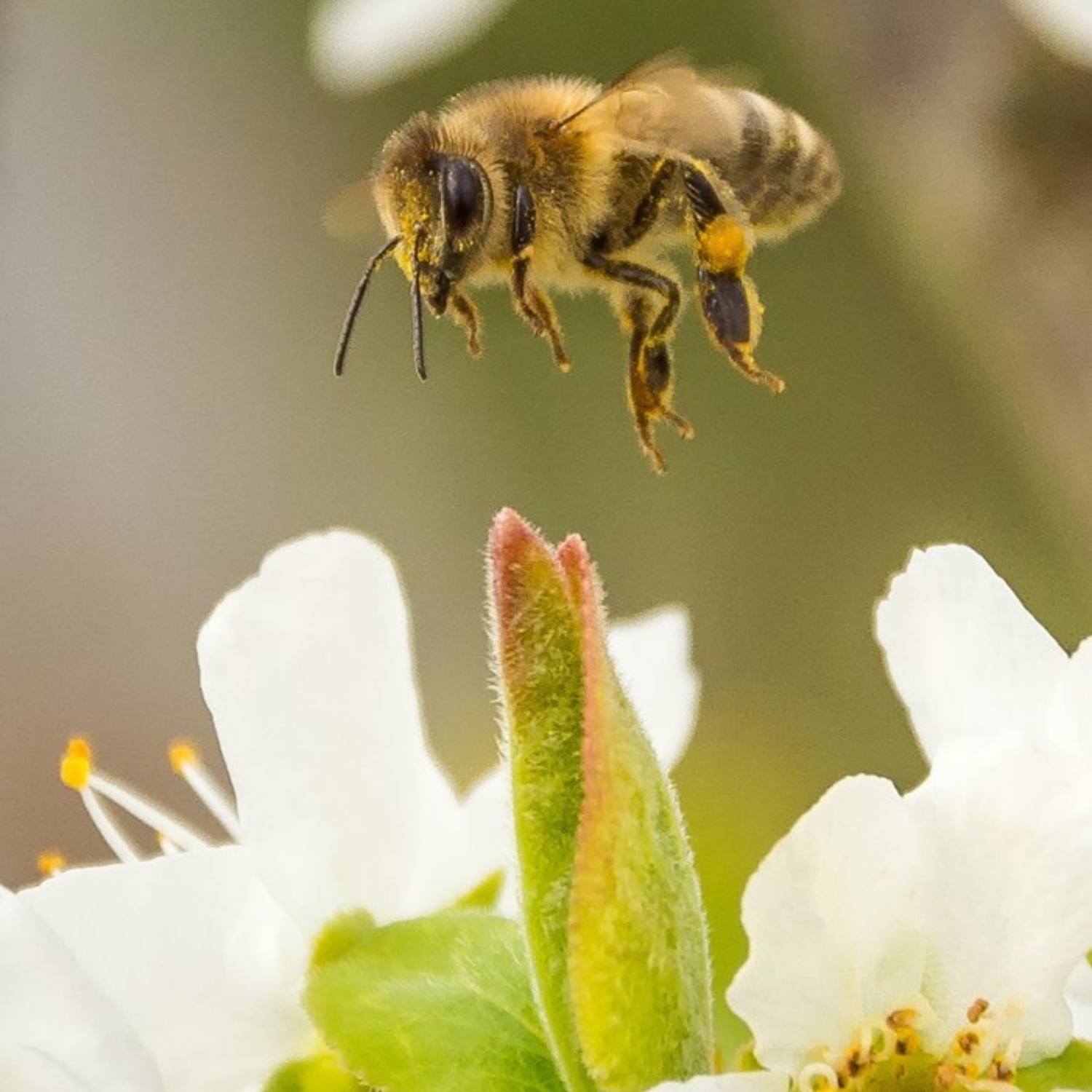 slide 3 of 8, Local Hive Mango Habanero Honey Hot Sauce, 6 oz