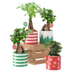 Candy Shop Exotic Bonsai, 4.5"