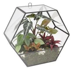 9" Theodora Terrarium Foliage Garden