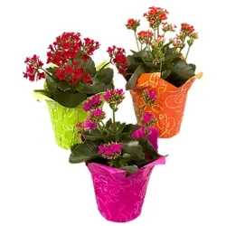 Kalanchoe - 4.5 INCH