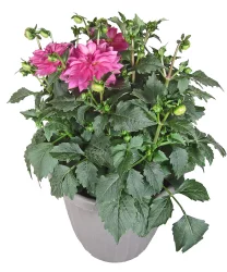 Flwr Dahlia