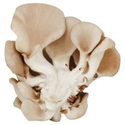 Mushrooms Oyster