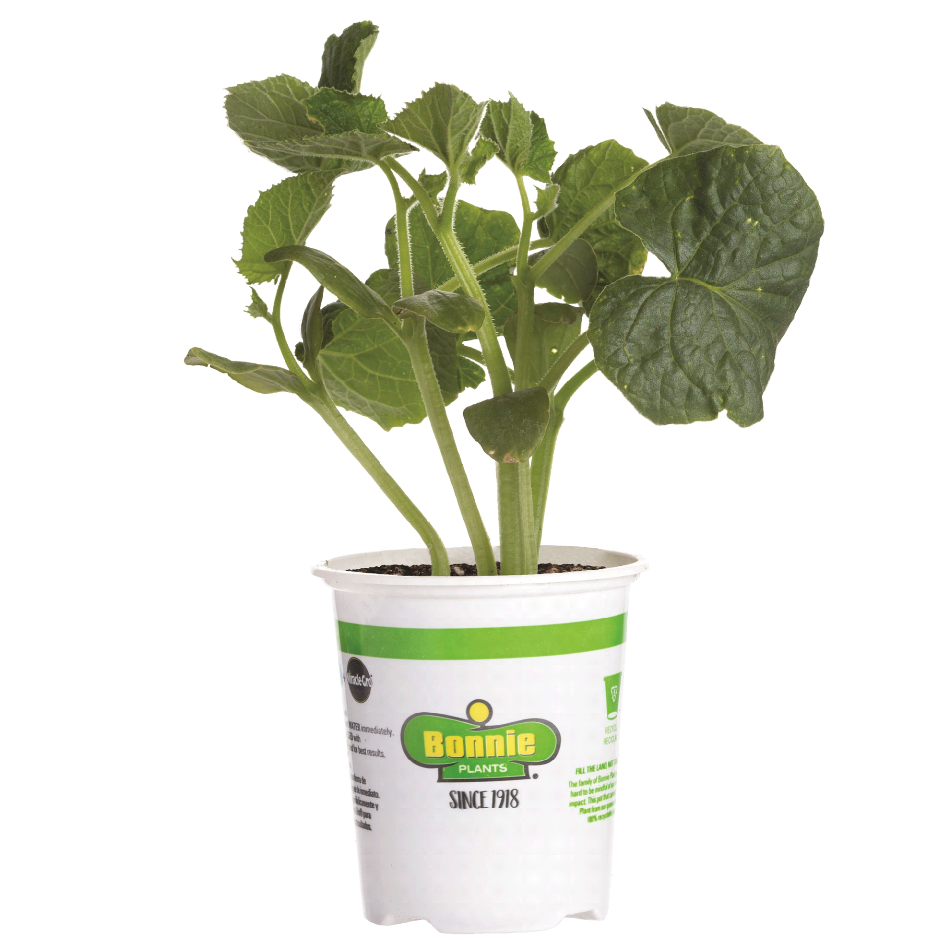 slide 1 of 9, Bonnie Plants  Cucumber Burpless Hybrid, 19.3 oz