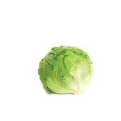 Foxy Organic Iceburg Lettuce Head