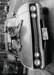 Avanti Card Bday Dog On Hood Of Car