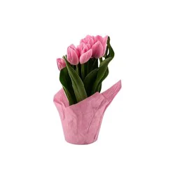 Tulips 4`` 4 Inch