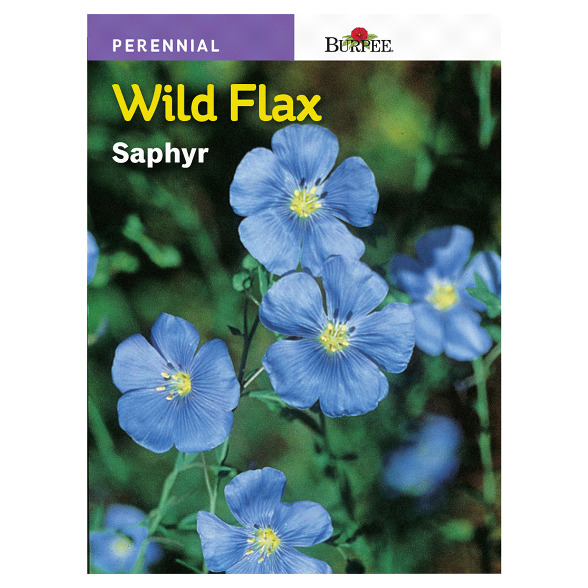 slide 1 of 1, Burpee Perennial, Wild Flax Saphyr, 1 ct