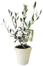 Olive Tree In Colorful Pot