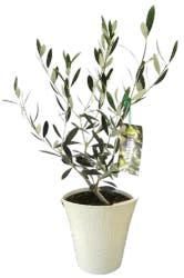 Olive Tree In Colorful Pot