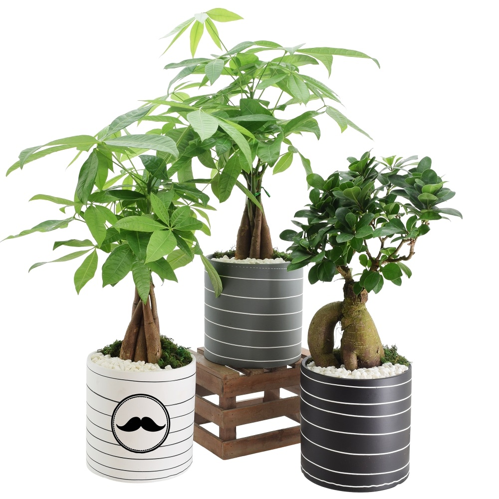 slide 1 of 1, Father's Day Whirlwind Medium Bonsai - Assorted, 4.75 in pot
