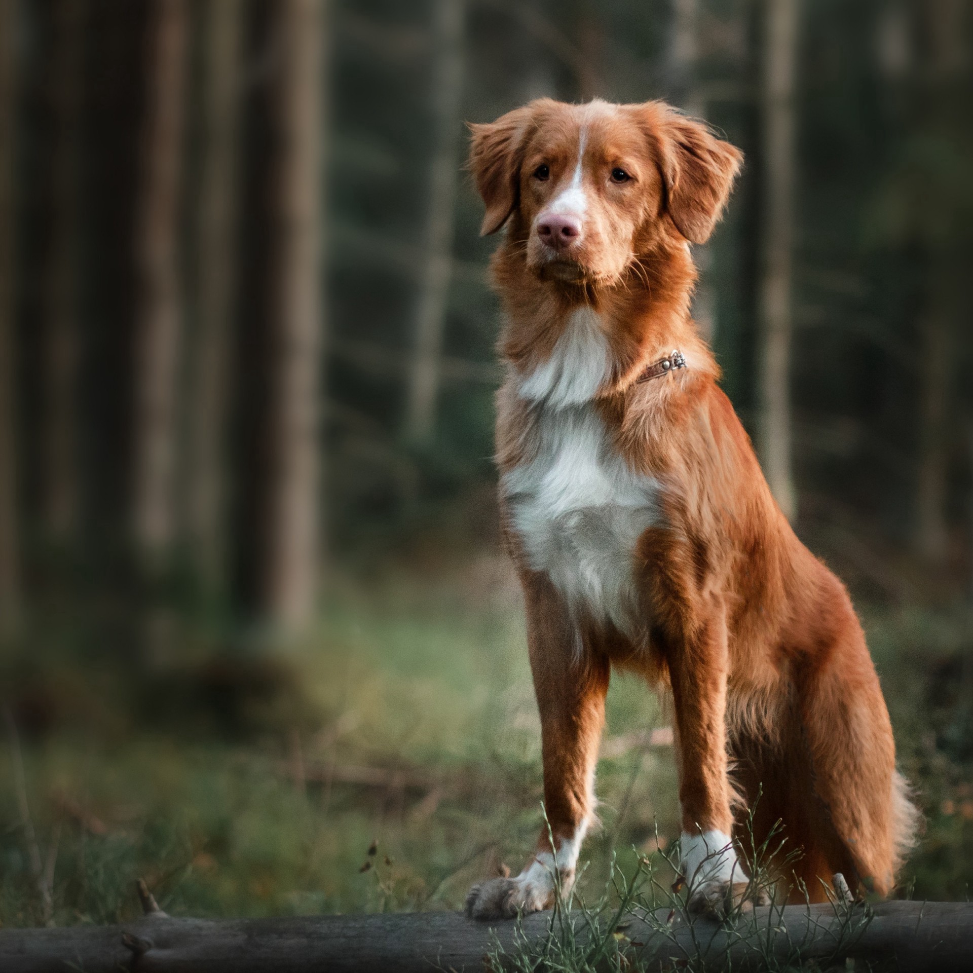 slide 3 of 8, Blue Buffalo Wilderness High Protein Natural Adult Dry Dog Food plus Wholesome Grains, Salmon 13 lb bag, 13 lb