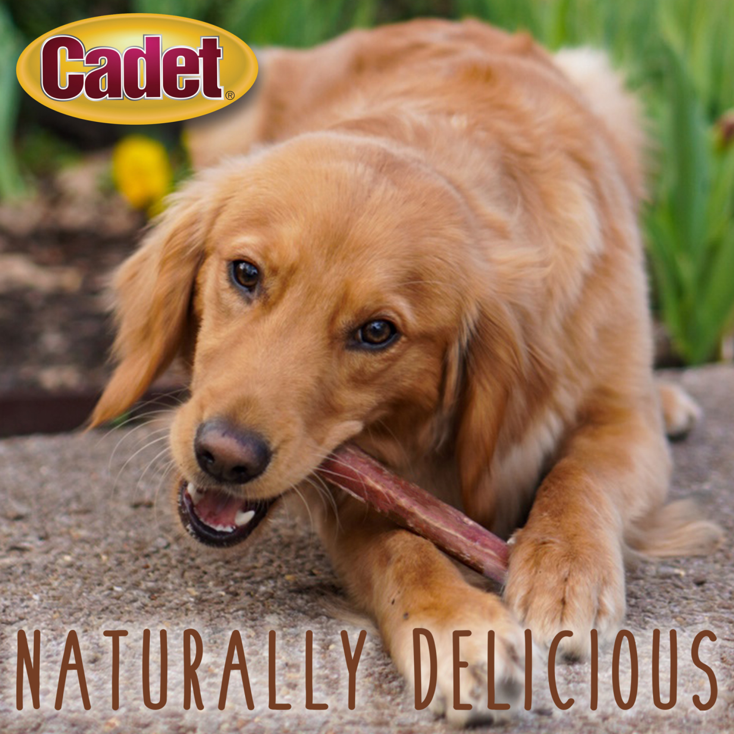 slide 4 of 4, Cadet Large Bully Sticks Large 3ct, 3 ct