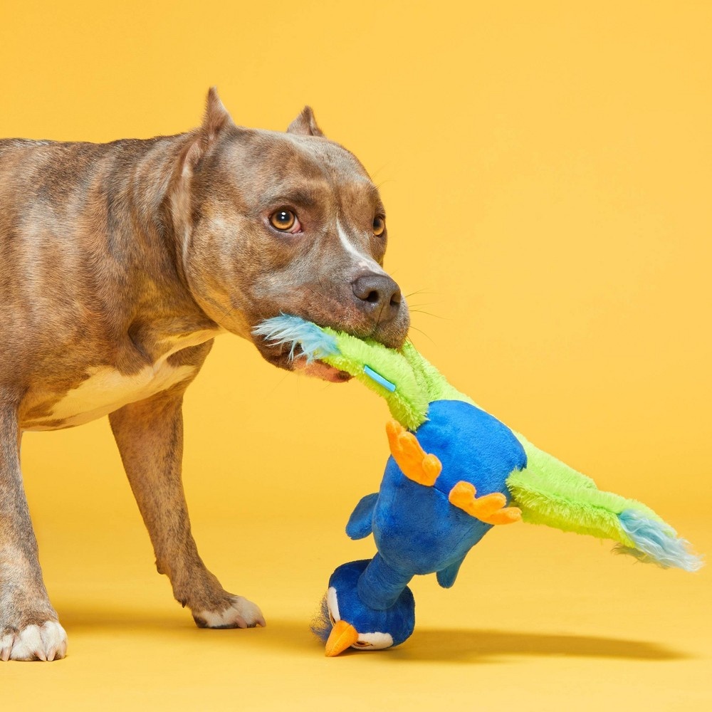 bark peabody peacock dog toy