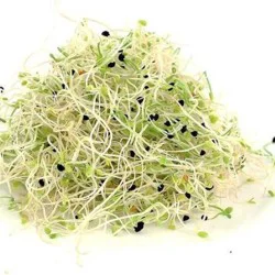 PYRAMID SPROUTERS ZESTY SPROUTS