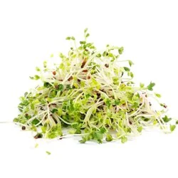 PYRAMID SPROUTER BROCCOLI SPROUT