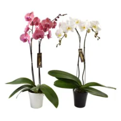 Overjoyed Boutique Orchid Phalaenopsis - 6 Inch (Colors May Vary)