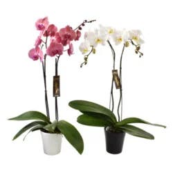 Overjoyed Boutique Orchid Phalaenopsis - 6 Inch (Colors May Vary)