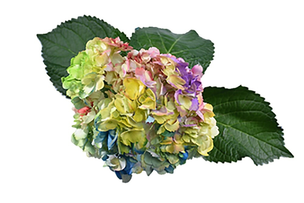 slide 1 of 1, Love Is Love Rainbow Hydrangea Bouquet, 3 ct