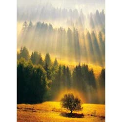 Avanti Sunray Forest Sympathy Card, 4 In X 6 In, 1 Ct