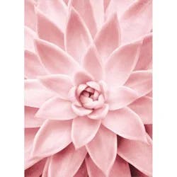 Avanti Pink Succulent Close Up Blank Card, 4 in x 6 in, 1 ct