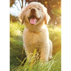 Avanti Golden Retriever Puppy Blank Card, 4 In X 6 In, 1 Ct