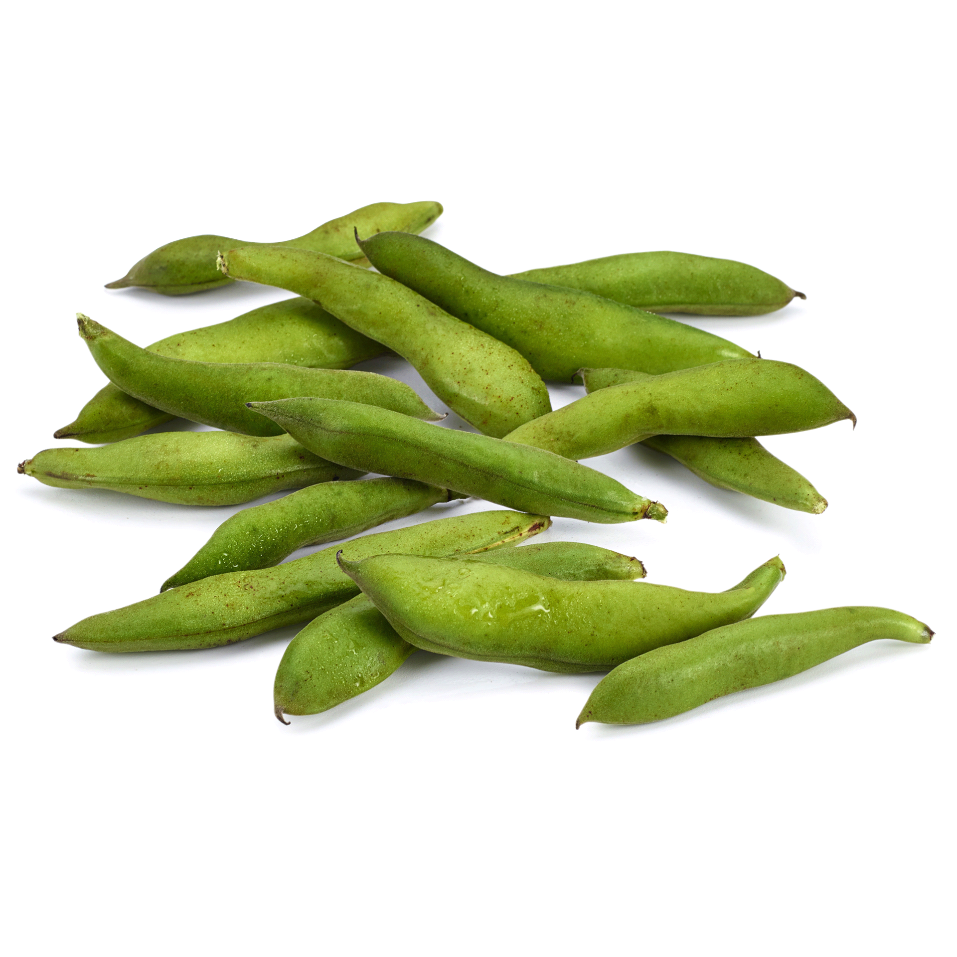 slide 1 of 1, Bean Fava, 16 in