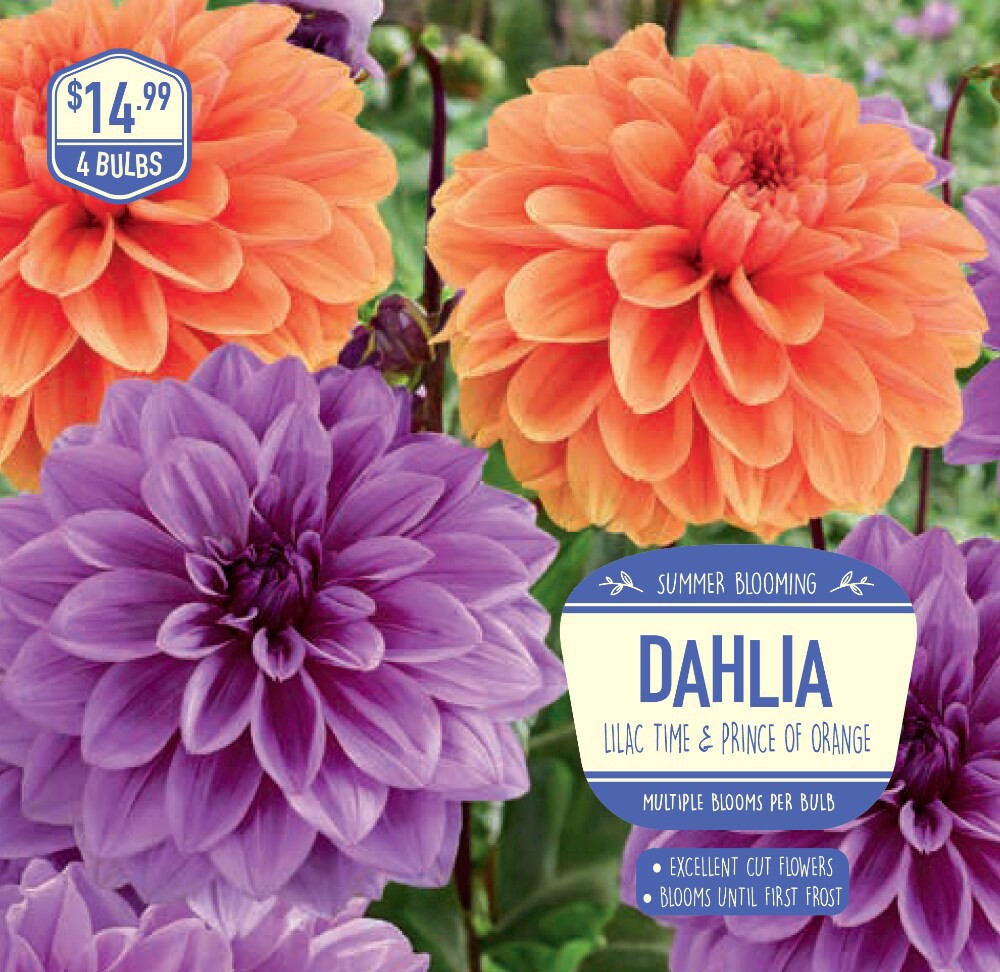 slide 1 of 1, Garden State Bulb Dahlia Lilac Time & Prince Of Orange Seeds, 4 ct