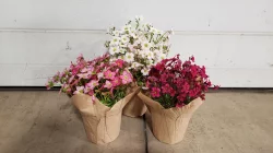 Saxifrage In Potcover