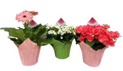 Astd Watermelon Blooming With