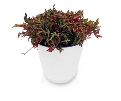 Ruby Red Frosty Fern