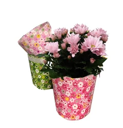 Assorted Blooming