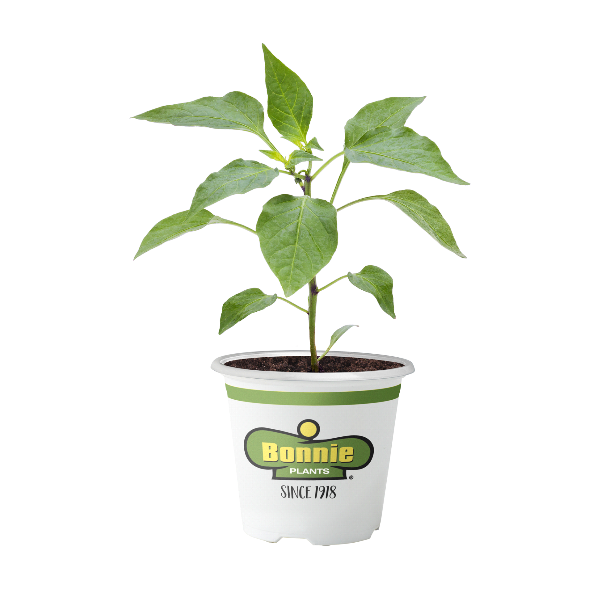 Big Bertha Bell Pepper – Bonnie Plants