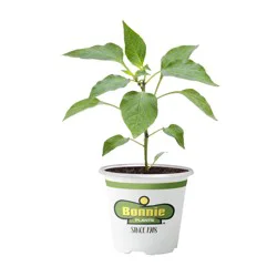 Bonnie Plants  Pepper Big Bertha Bell