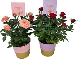 Aldershot Greenhouses International Women's day Tin and Pick Potted Roses - Assorted