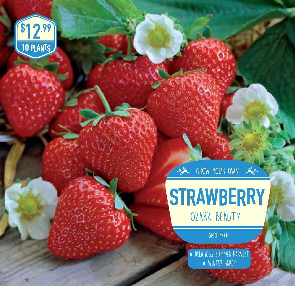 slide 1 of 1, Strawberry Ozark Beauty Seeds, 10 ct