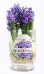 Mixed Specialty Case Hyancinth