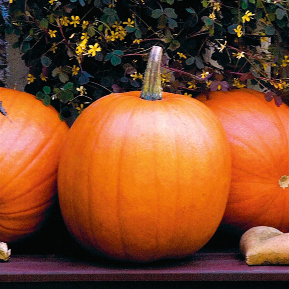 slide 9 of 9, Bonnie Plants 4.5'' Pumpkin - Jack-O-Lantern, 19.3 oz