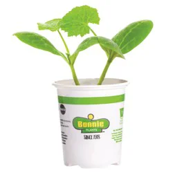 Bonnie Plants 4.5 in Pumpkin - Jack-O-Lantern