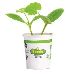 Bonnie Plants 4.5 in Pumpkin - Jack-O-Lantern