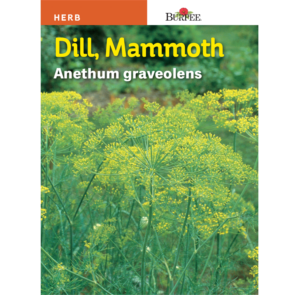 slide 1 of 1, Burpee Dill Mammoth Anethum Graveolens Seeds, 1 ct