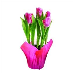 Blooming 6 in Tulips