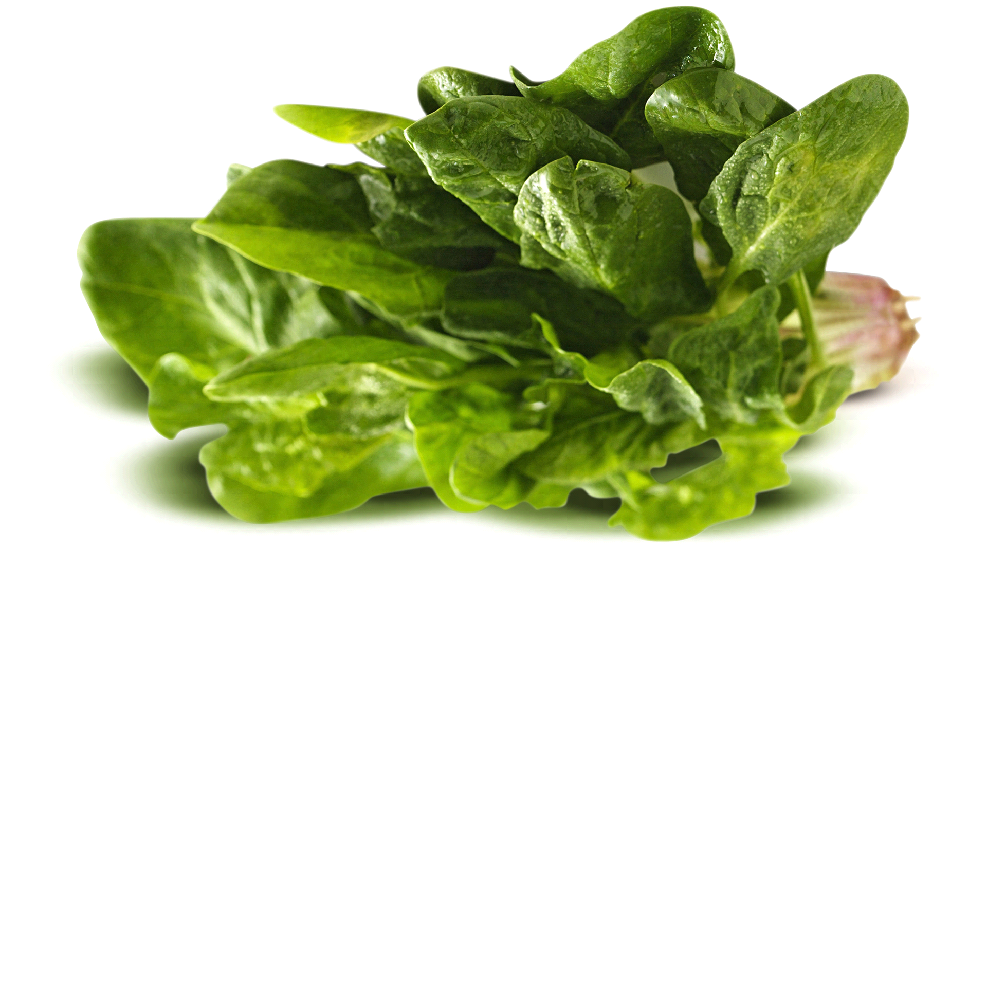 slide 1 of 1, Krisp Pak Krisp-Pak Fresh Spinach, 10 oz