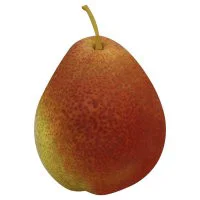 Pears Forelle