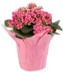 Gloss Kalanchoes