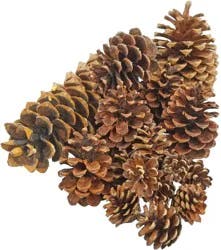 Mixed Pine Cone Assortment