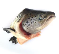 Fresh Salmon Heads