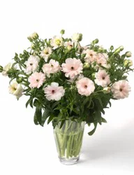 Butterfly Ranunculus Bouqet Wet Pack, 1 ct